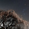 枝垂れ桜-1