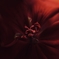 花芯 2 -赤い花-