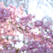 河津桜