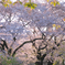 桜並木