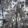 しだれ桜