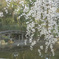 しだれ桜と橋