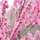 街の花