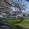 黒目川　桜