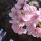 P1320170　河津桜