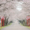 桜並木で朝散歩