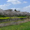 綾瀬川　桜