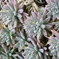 多肉植物Echeveria（エケベリア）