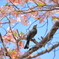 春に思ふ