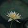 純白の睡蓮
