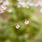 山の桜