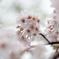 満開の桜