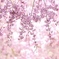 桜のれん