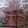 枝垂れ桜