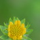 Ｙｅｌｌｏｗ