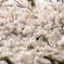 桜2