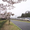 桜とスカイライナー