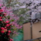 花雨