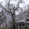 久遠寺の桜