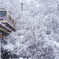 Snow magic 1/3