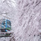 Snow magic 2/3