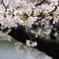 九段下の桜