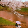 桜色の雨模様