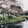桜も水が好き