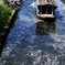 春の宇治川派流ー４