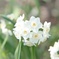 narcissus