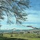 鯉のぼりと桜が全開４
