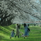 鯉のぼりと桜が全開２