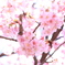 【フォトログ】まつだ桜まつり-5