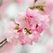 汐入八重桜　八重紫