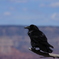 Raven