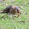 ハチジョウさんのお食事