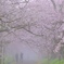 霧深き桜の園