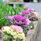 Spring has come! ⑪
