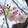 八重桜