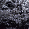 夜桜
