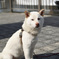 白い犬