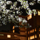 雨上がりの夜桜