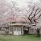 卒業生の思いを馳せて桜咲く