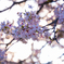 公園の桜