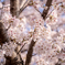 公園の桜②