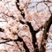 公園の桜
