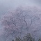 霧に煙る