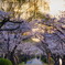 桜と柳