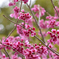 桜色 Ⅱ