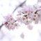 桜　2023